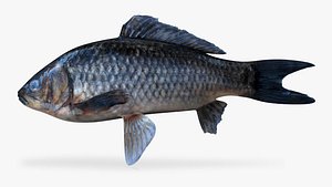 Silver Carp