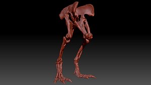 Spinosaurus Hip-Leg Skeletons Set 3D model