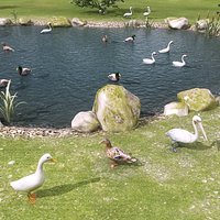 Duck Pond