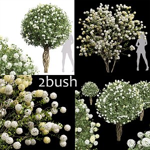 3D 2 Different 3D models in the 2scenes Viburnum Opulus Roseum Decorative Bush   Macrocephalum