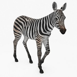 3D Young Zebra Rigged for Maya