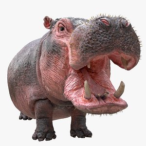 3D Hippopotamus