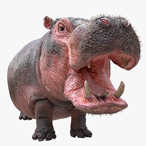Hippopotamus