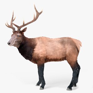 3D Wapiti Stag Fur Animated Rigged For Blender model