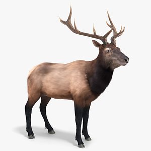 3D Wapiti Stag Fur Animated Rigged For Blender model