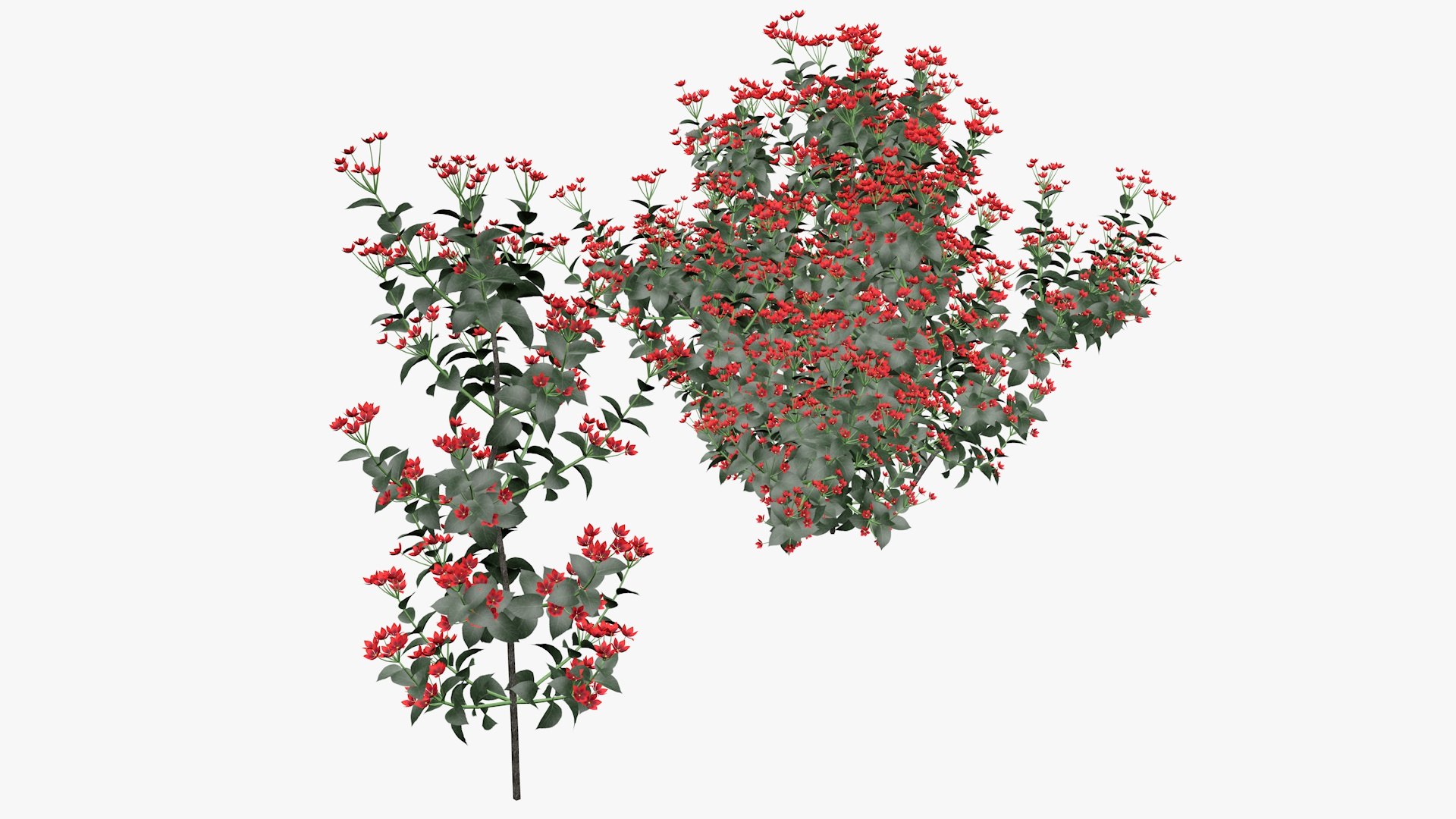 Brunfelsia Flower 3D model https://p.turbosquid.com/ts-thumb/vs/EPYHIG/Dg/a4/jpg/1651957290/1920x1080/fit_q87/3c9438d06bd26e7d97336b2c652ddadda80cee4c/a4.jpg