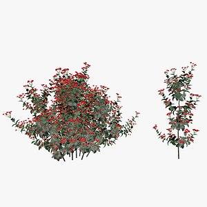 Brunfelsia Flower 3D model