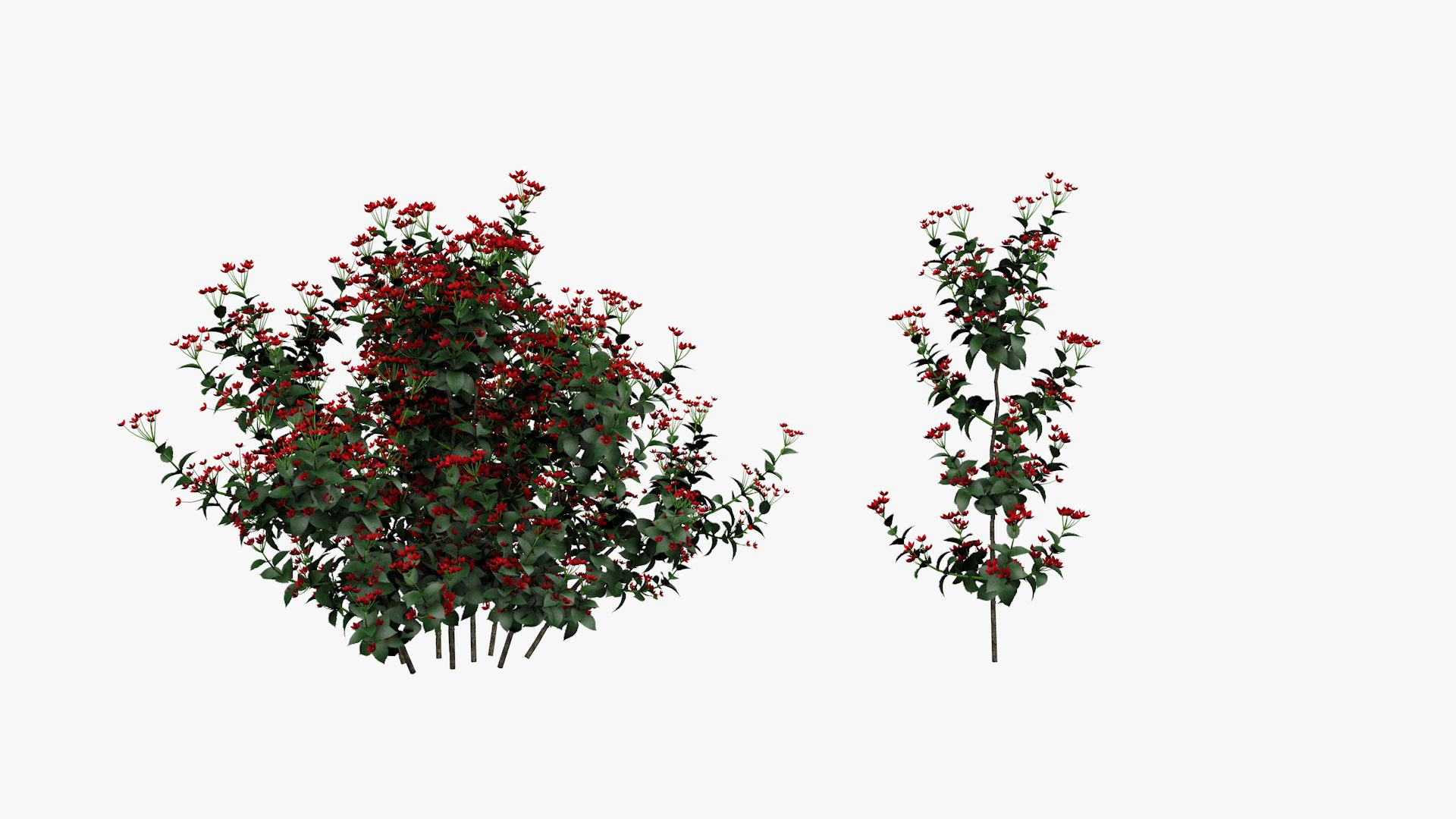 Brunfelsia Flower 3D model https://p.turbosquid.com/ts-thumb/vs/EPYHIG/am/brun360/jpg/1651955972/1920x1080/turn_fit_q99/8fc09ee221361324028ece7d97a93d59508f2843/brun360-1.jpg