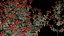 Fleur de Brunfelsia modèle 3d
