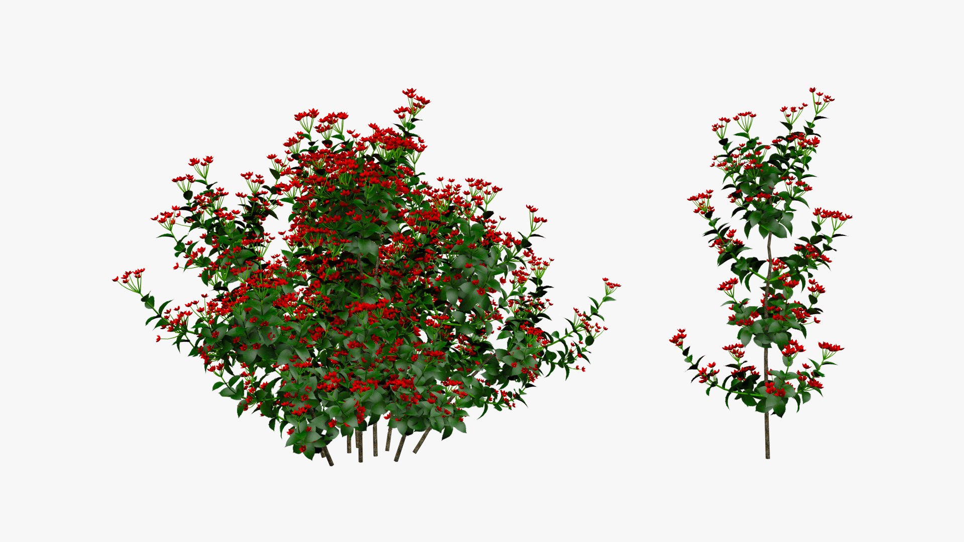 Brunfelsia Flower 3D model https://p.turbosquid.com/ts-thumb/vs/EPYHIG/mc/a1/jpg/1651957287/1920x1080/fit_q87/710071d07d902de86903608507fc0f95b0c60259/a1.jpg