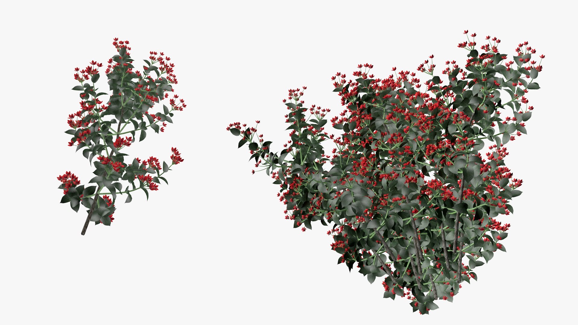 Brunfelsia Flower 3D model https://p.turbosquid.com/ts-thumb/vs/EPYHIG/mm/a5/jpg/1651957289/1920x1080/fit_q87/8bec59ad7df19c17ee659236682e4d5103678865/a5.jpg
