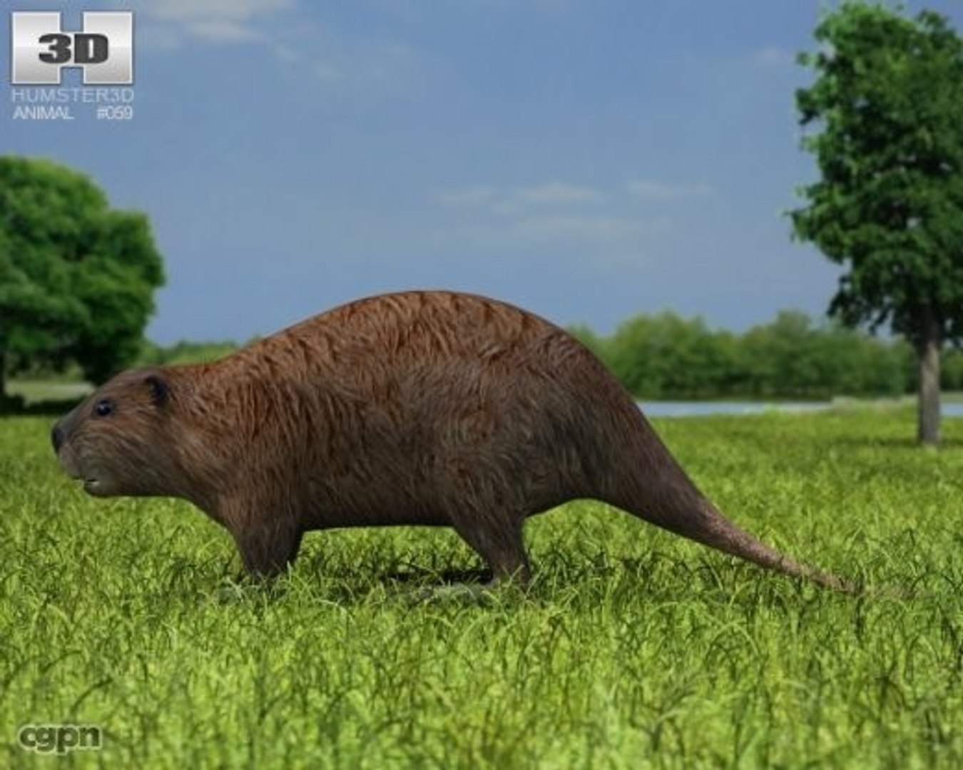 Max Beaver Castor Canadensis