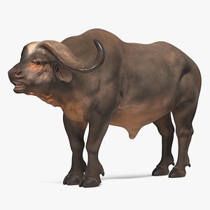 syncerus caffer african buffalo 3D model
