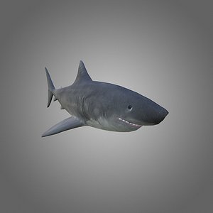 Great White Shark Model (Blender) by ScorchingKami on DeviantArt