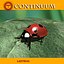Coccinella - Attrezzata per Lightwave