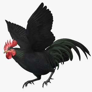 gallus domesticus black domestic 3d model