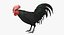 Gallus Domesticus "Gallo domestico nero"