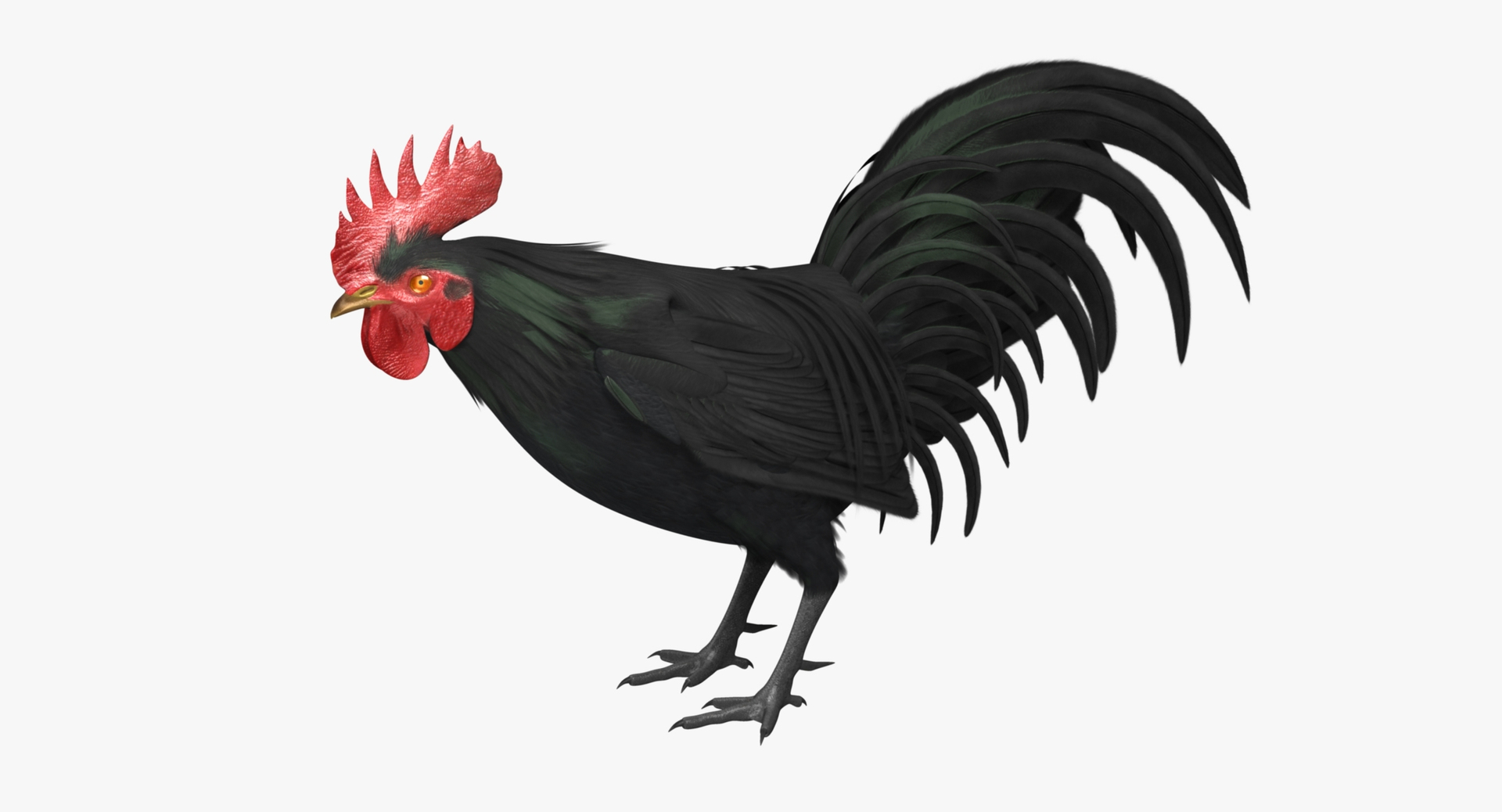 gallus domesticus black domestic 3d model https://p.turbosquid.com/ts-thumb/vs/liLecb/FTQ1Q85b/rooster_rot2/jpg/1447303055/1920x1080/turn_fit_q99/cdaef4283580b1962117aa9369af0c320d6ada6c/rooster_rot2-1.jpg