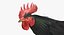Gallus Domesticus "Gallo domestico nero"