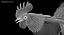 Gallus Domesticus "Gallo domestico nero"