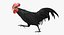 Gallus Domesticus "Gallo domestico nero"