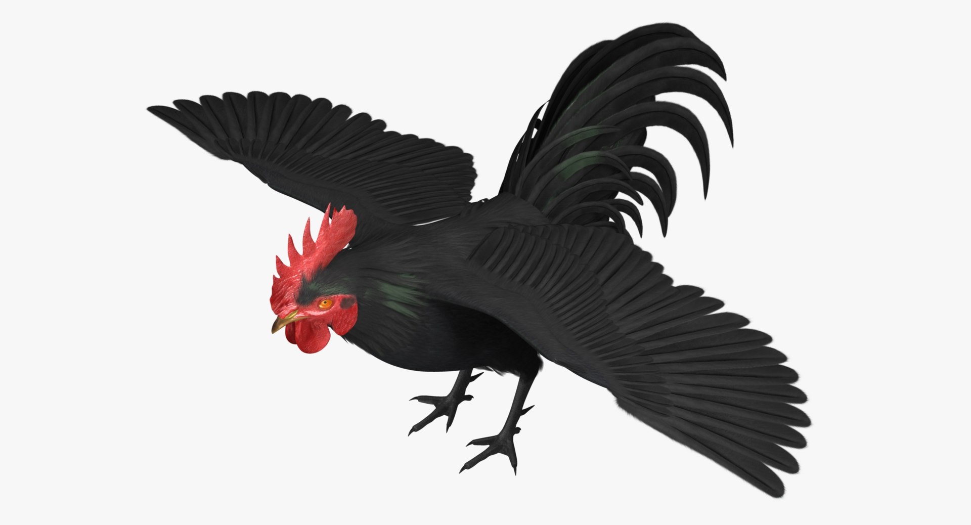 gallus domesticus black domestic 3d model https://p.turbosquid.com/ts-thumb/vs/liLecb/We1lGXz7/r00/jpg/1447260252/1920x1080/fit_q87/11c9bec569b2cca771e9aa888b7c04880a1b3992/r00.jpg