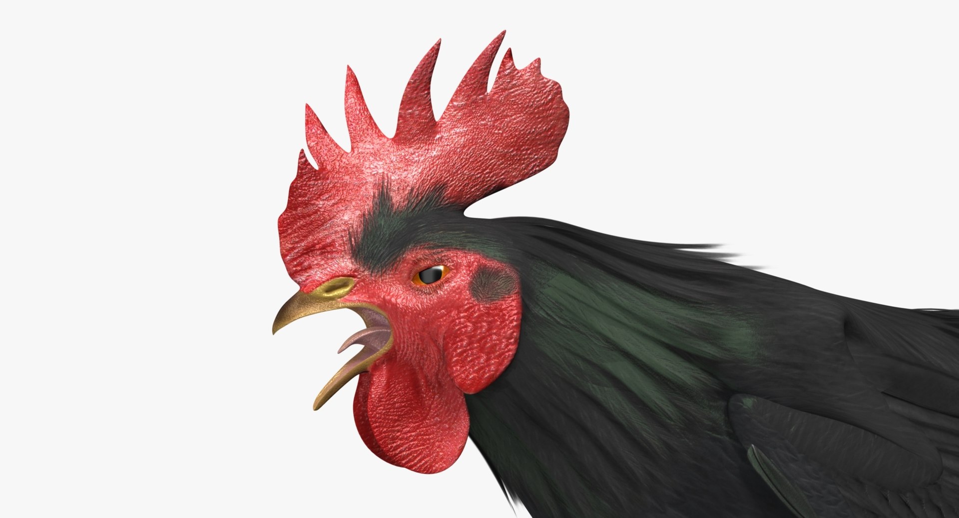 gallus domesticus black domestic 3d model https://p.turbosquid.com/ts-thumb/vs/liLecb/Yo9SjnDZ/rp07/jpg/1447260673/1920x1080/fit_q87/af956363034a60280de18a383b912c0a8f940060/rp07.jpg