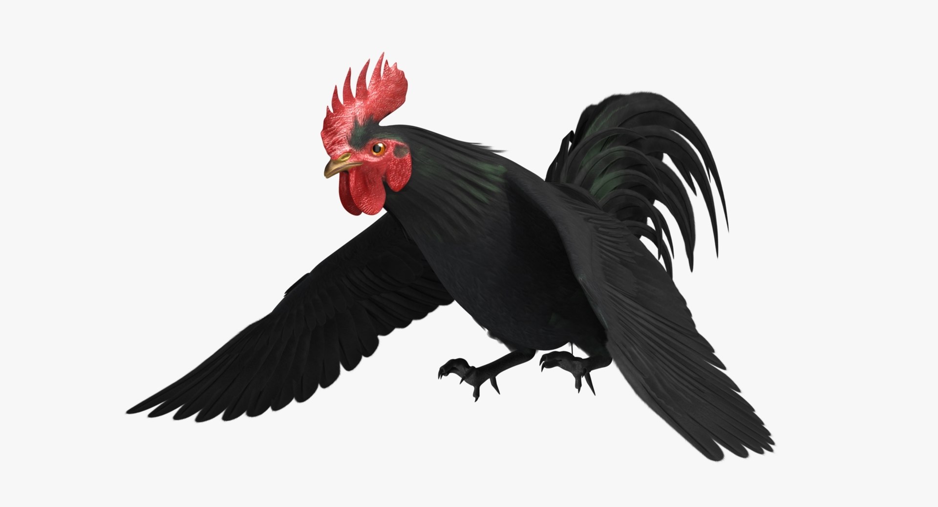 gallus domesticus black domestic 3d model https://p.turbosquid.com/ts-thumb/vs/liLecb/Z7gU1vta/rp04/jpg/1447260672/1920x1080/fit_q87/e8f6276894aa79cfe581f9de8f39408a0c7d5aa0/rp04.jpg