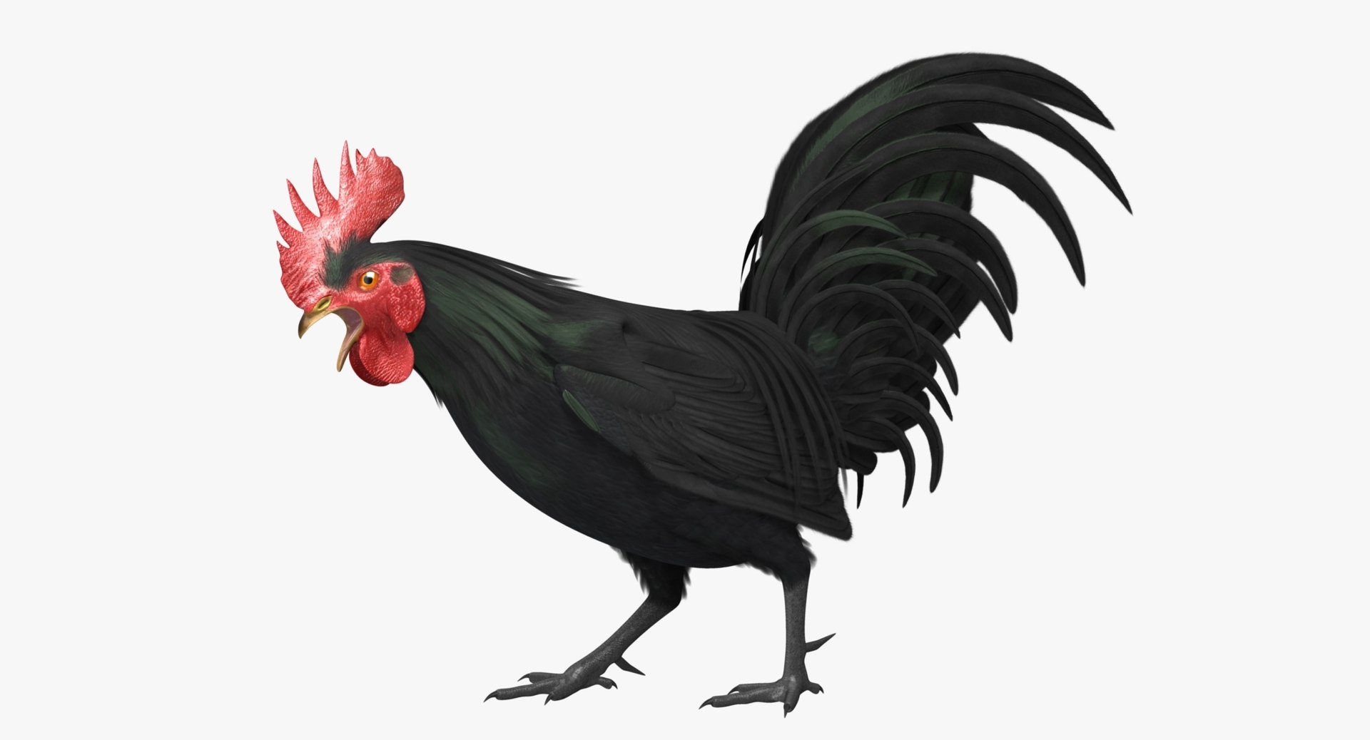 gallus domesticus black domestic 3d model https://p.turbosquid.com/ts-thumb/vs/liLecb/Z8QSiaRU/rp02/jpg/1447260672/1920x1080/fit_q87/002692eb2bf79d4d957d888c4ad86877381967a3/rp02.jpg