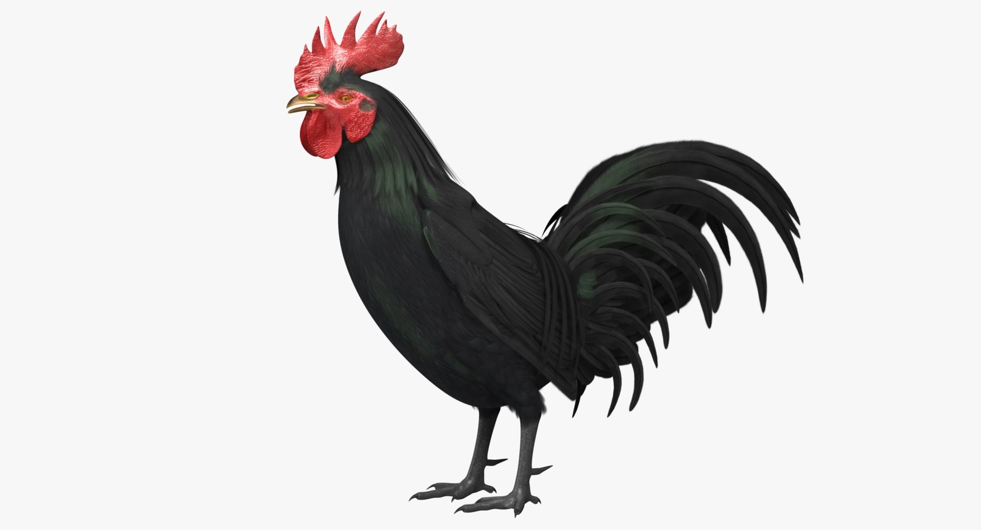 gallus domesticus black domestic 3d model https://p.turbosquid.com/ts-thumb/vs/liLecb/arH50wA8/rp03/jpg/1447260672/1920x1080/fit_q87/1a0fc075a3feab46fa90c542a8297426bd95cdf1/rp03.jpg