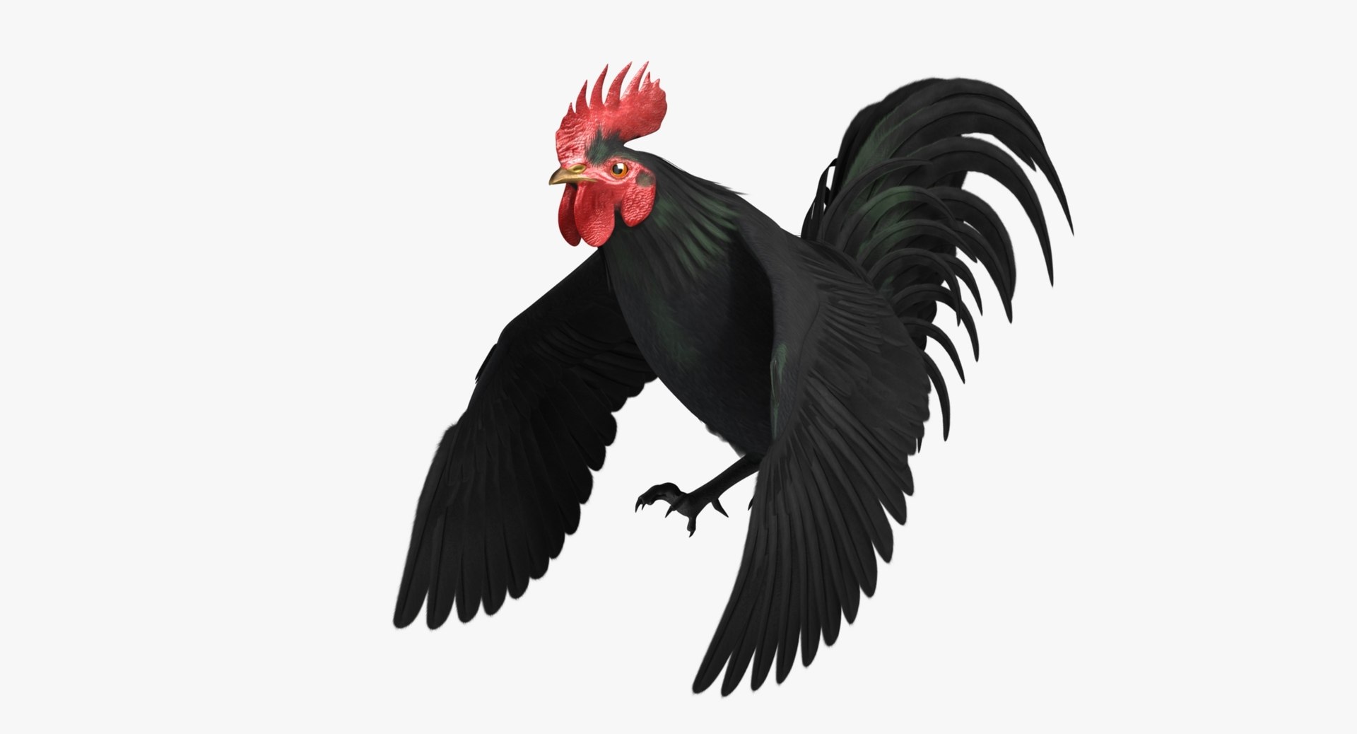 gallus domesticus black domestic 3d model https://p.turbosquid.com/ts-thumb/vs/liLecb/cRpoadXO/rp09/jpg/1447260673/1920x1080/fit_q87/ed5e46e7c1f0b592681fd5ce94bae33130fbc088/rp09.jpg