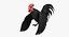 Gallus Domesticus "Gallo domestico nero"