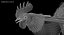 Gallus Domesticus "Gallo domestico nero"