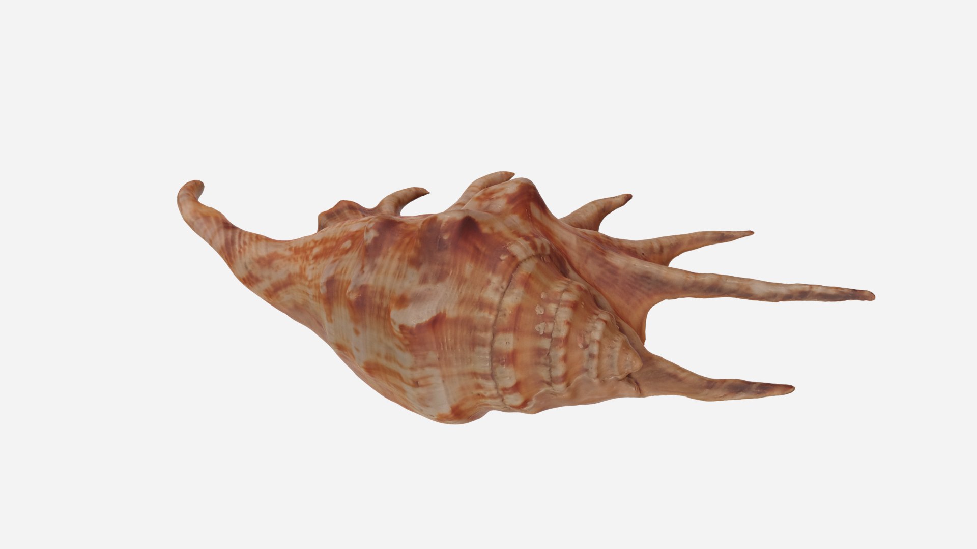 Scanned Sea Shell 3D - TurboSquid 1418988