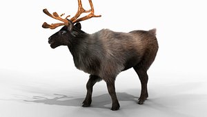 3D model FurBlack ReindeerRigged