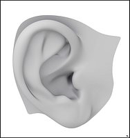 Human Ear. Print Ready.