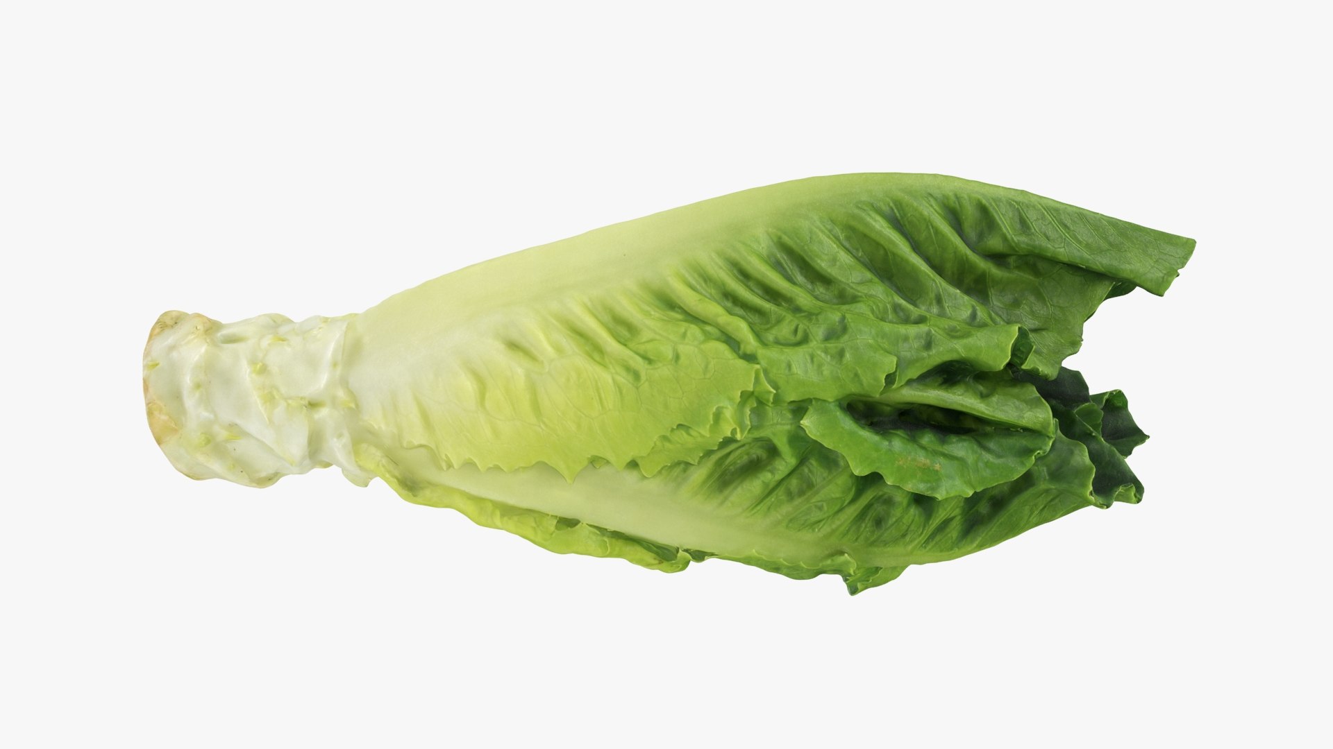 Lettuce Collection 2 3D model https://p.turbosquid.com/ts-thumb/vt/Bh6ad8/A9/romainelettucepiece_a0001/jpg/1753861571/1920x1080/fit_q87/47d9b19ad46a56e754c661031ce85d88765a67f7/romainelettucepiece_a0001.jpg