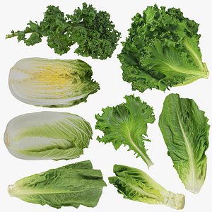 Lettuce Collection 2 3D model