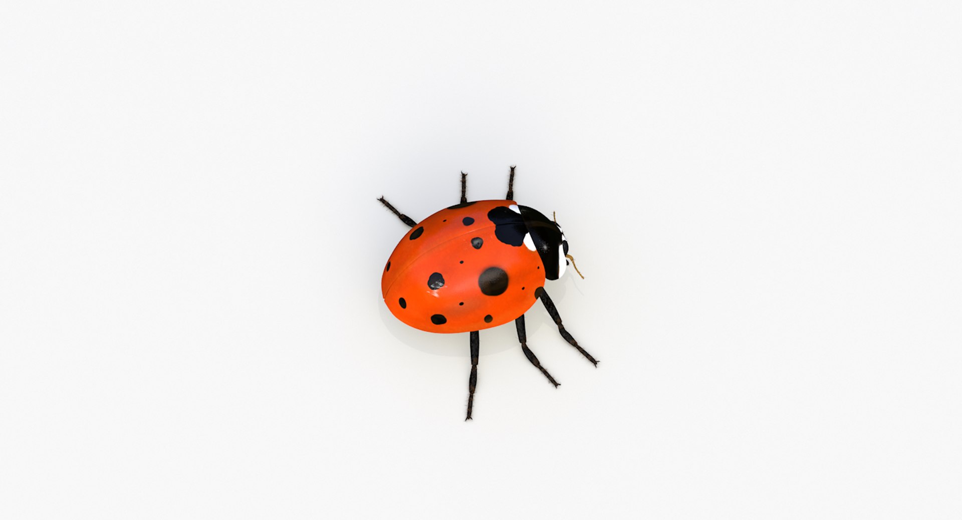 realistic ladybug 3d 3ds https://p.turbosquid.com/ts-thumb/vt/Job24K/9zt6ZBid/ladybug_0007/png/1479906038/1920x1080/fit_q87/a903dd1e461e56fbde7a9ba0cc09d5a006b98b0c/ladybug_0007.jpg
