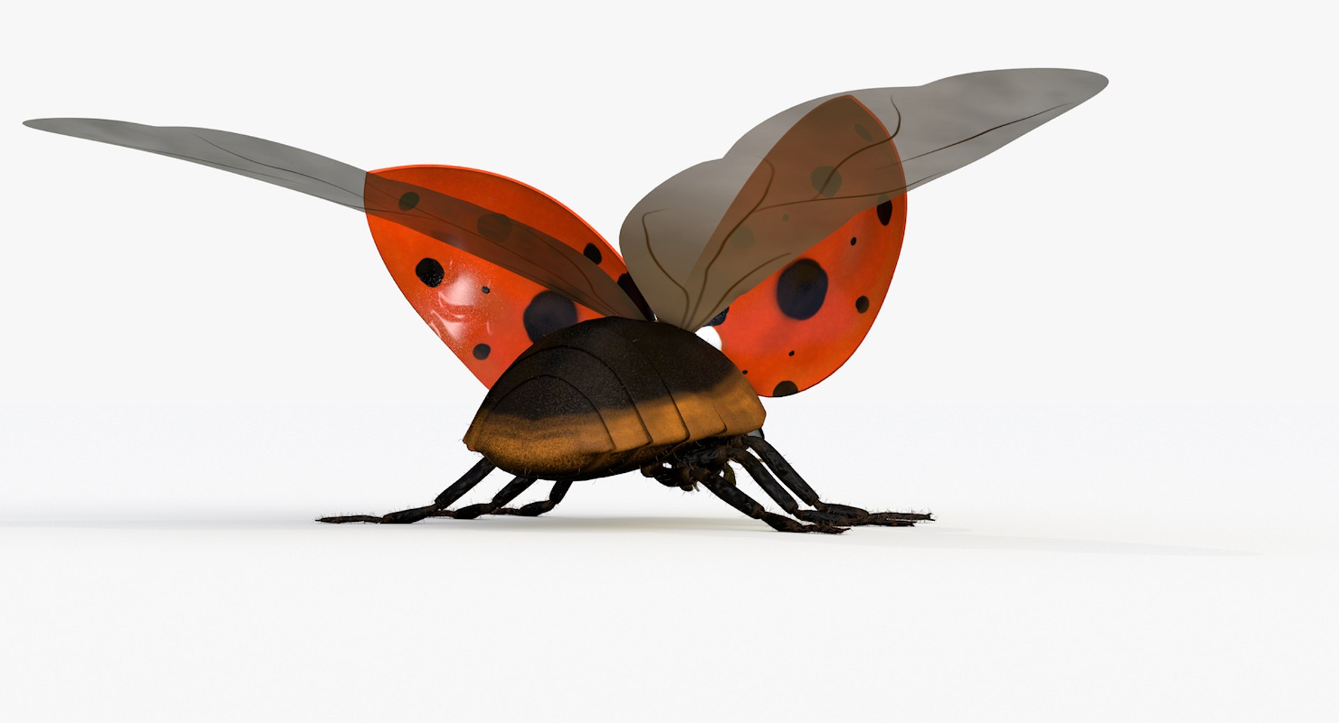 realistic ladybug 3d 3ds https://p.turbosquid.com/ts-thumb/vt/Job24K/HpJwvG1k/ladybug_wings_0006/png/1479906038/1920x1080/fit_q87/8113f4bdc0efd30d5d6285de71d7e157013936d6/ladybug_wings_0006.jpg