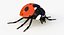 Realistic Ladybug