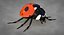Realistic Ladybug