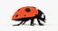 Realistic Ladybug
