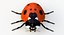 Realistic Ladybug