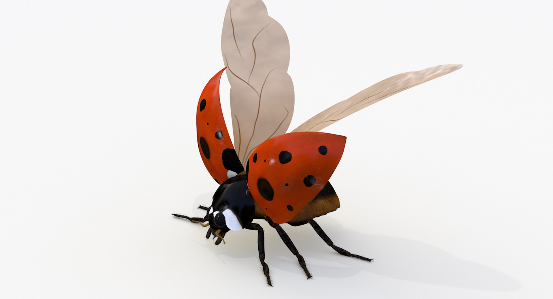 realistic ladybug 3d 3ds https://p.turbosquid.com/ts-thumb/vt/Job24K/cyEuUQm0/ladybug_wings_0004/png/1479906038/1920x1080/fit_q87/c041cf51ec7c92c0b9f6ec5770a07d1af50ba4a0/ladybug_wings_0004.jpg