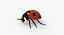 Realistic Ladybug