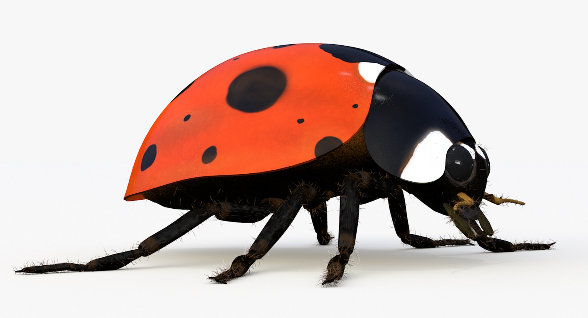 realistic ladybug 3d 3ds https://p.turbosquid.com/ts-thumb/vt/Job24K/f3ydrUt5/ladybug_0001/png/1479906038/1920x1080/fit_q87/174ab3903e349546f39c3641cc08fa198dd69229/ladybug_0001.jpg