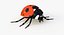 Realistic Ladybug