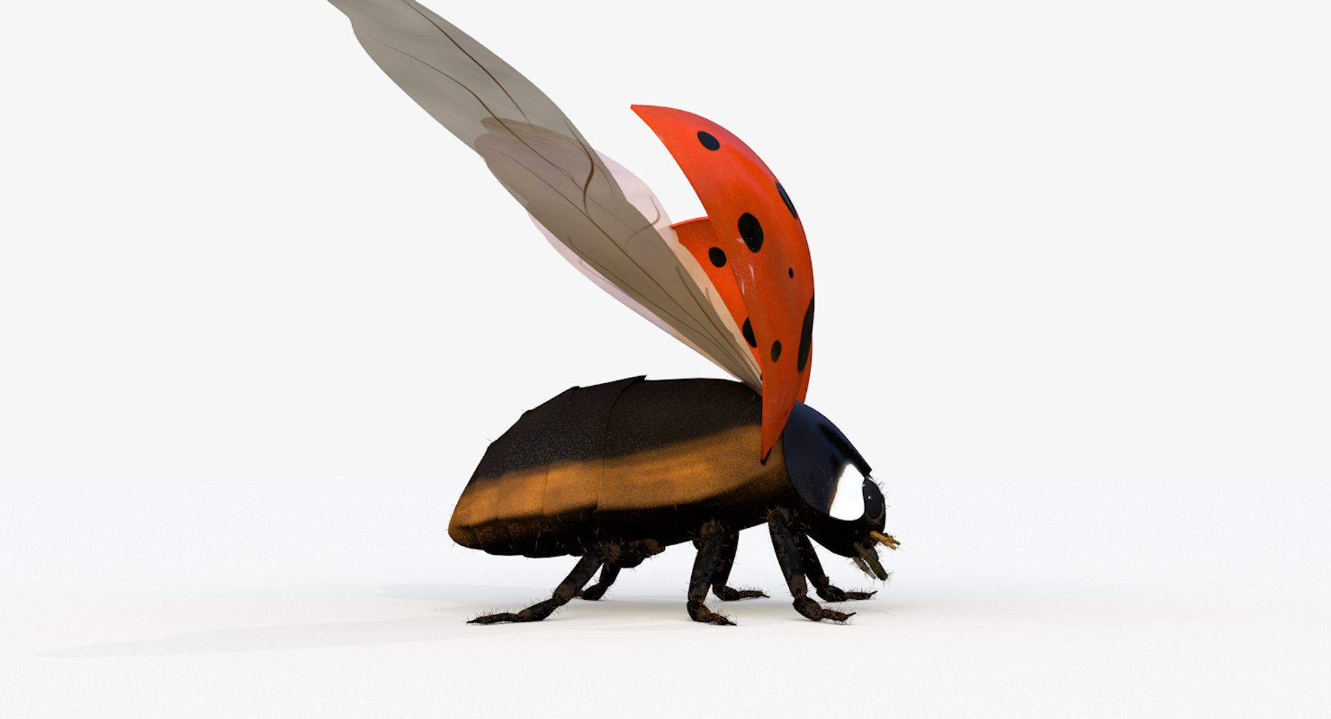 realistic ladybug 3d 3ds https://p.turbosquid.com/ts-thumb/vt/Job24K/pDWcoujF/ladybug_wings_0005/png/1479906038/1920x1080/fit_q87/ab1d6fbcd36c8f46a0c4ee82fbbf96ace55cd1d0/ladybug_wings_0005.jpg