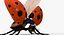 Realistic Ladybug